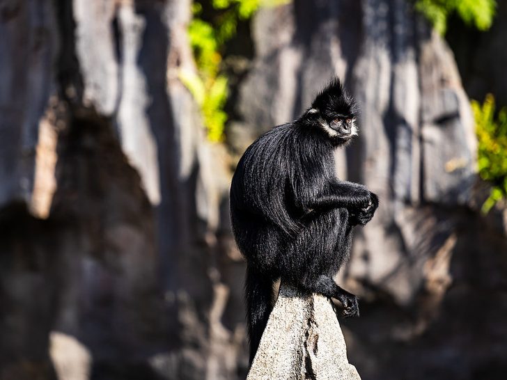 Rainforest Wild ASIA: The End of the “Stand and Stare” Zoo