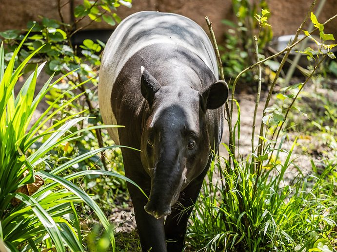 tapir at Rainforest Wild ASIA, Singapore