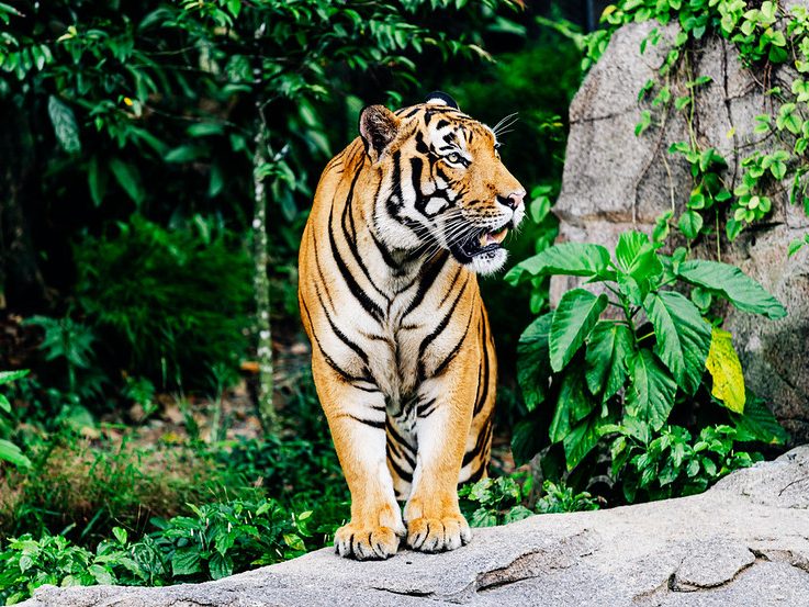 tiger at Rainforest Wild ASIA, Singapore