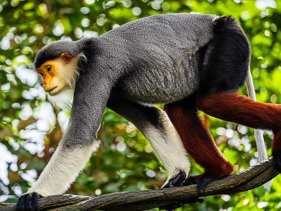 langurs at Rainforest Wild ASIA, Singapore