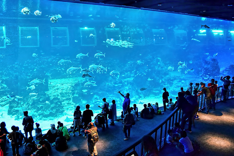 Open Ocean, Oceanarium Singapore