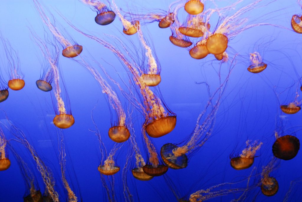Ocean Wonders, Oceanarium Singapore