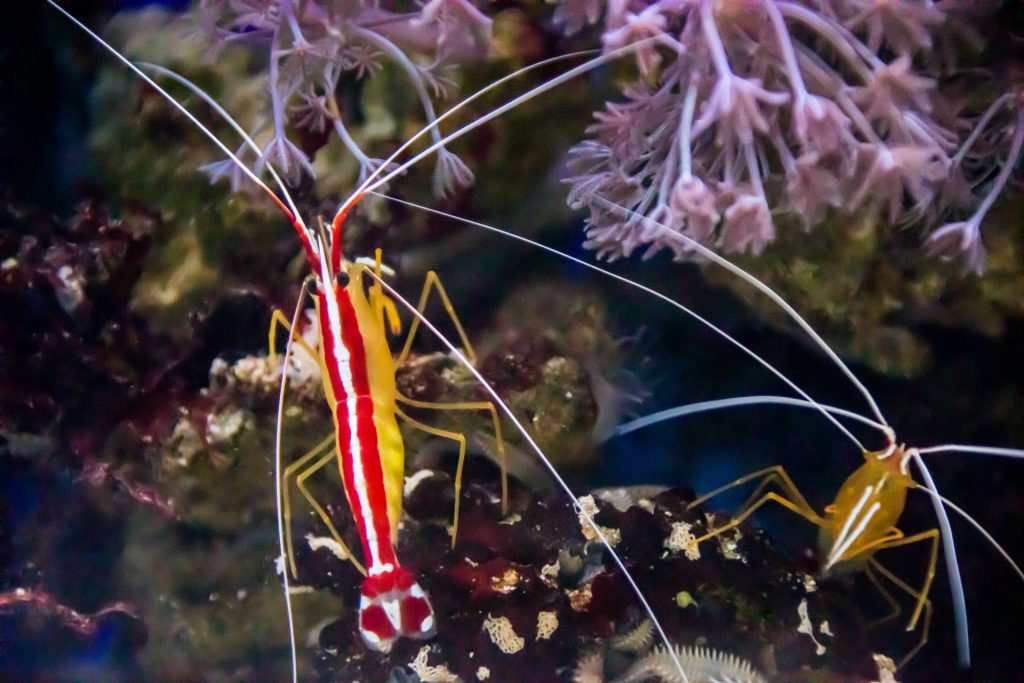 Singapore’s Coast, Oceanarium Singapore