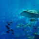 Oceanarium Singapore
