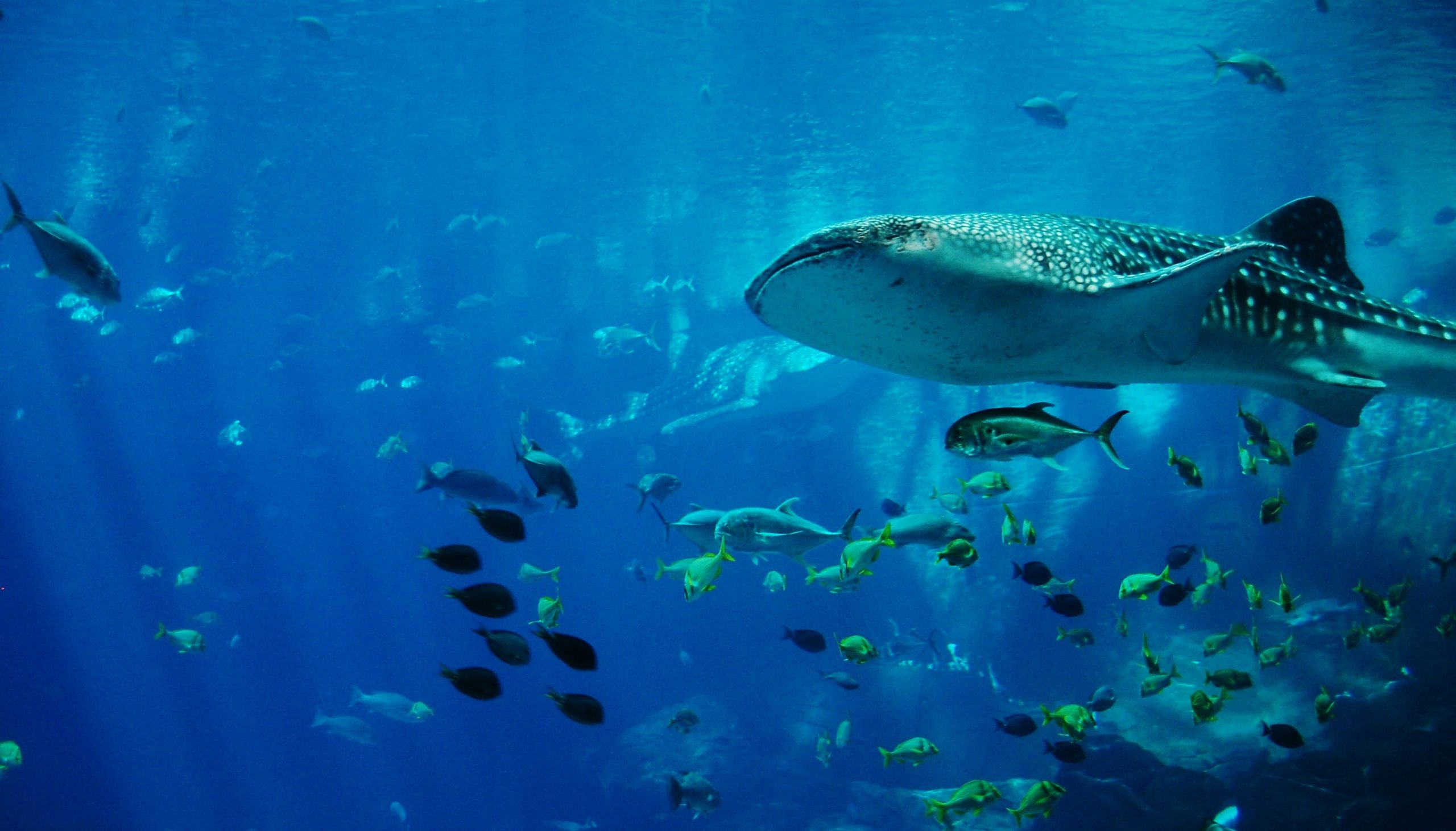 Oceanarium Singapore